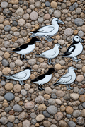 UK Seabirds Sensory Play Set – British Coastal Birds EYFS Wildlife Resource